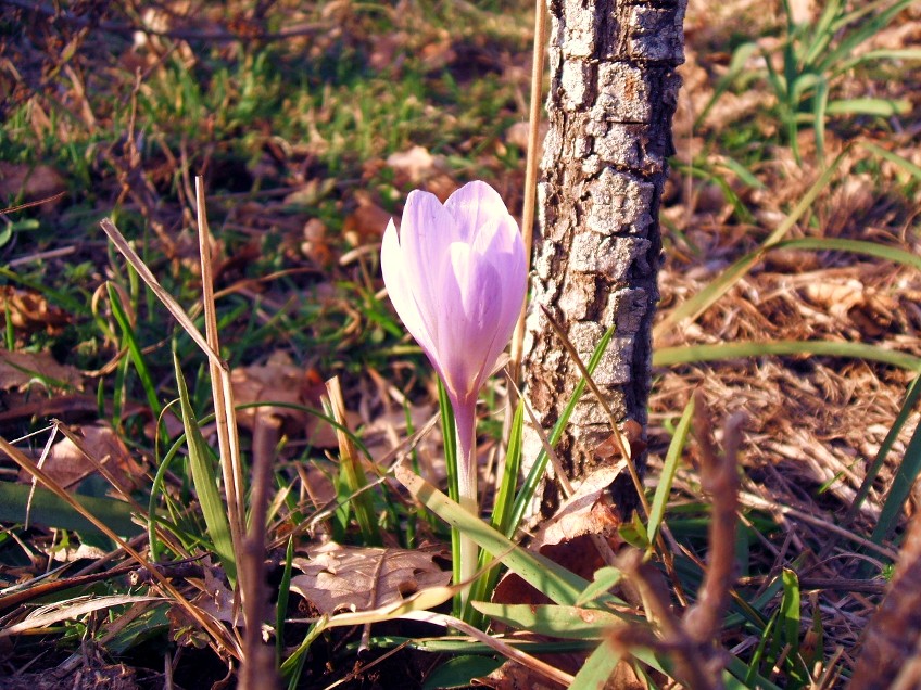 Crocus da determinare